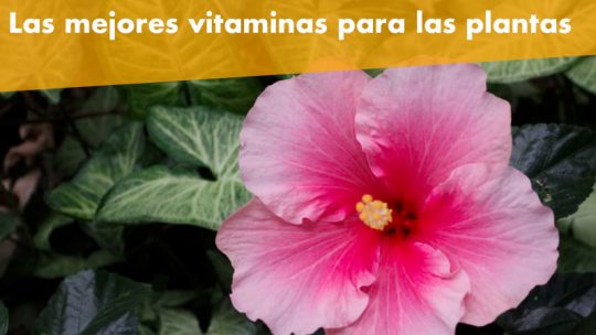 Las mejores vitaminas para las plantas