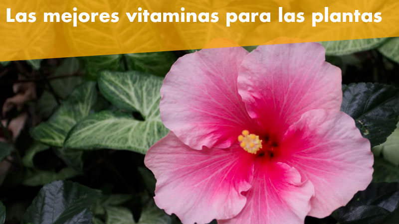 Las mejores vitaminas para las plantas