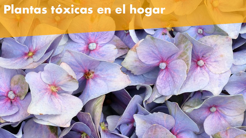 Plantas hermosas, pero ¡cuidado!, algunas plantas son tóxicas