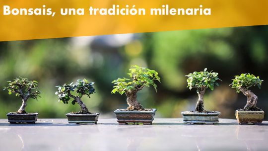 Los Bonsáis, una tradición milenaria hermosa y decorativa