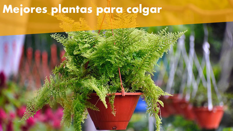 ¿Cuales son las mejores plantas para colgar?