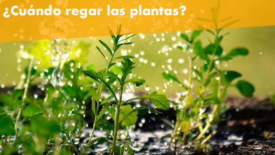 ¿Cada cuánto tiempo hay que regar las plantas?